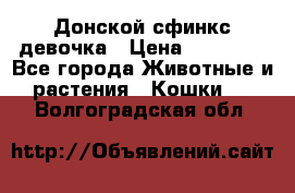 Донской сфинкс девочка › Цена ­ 15 000 - Все города Животные и растения » Кошки   . Волгоградская обл.